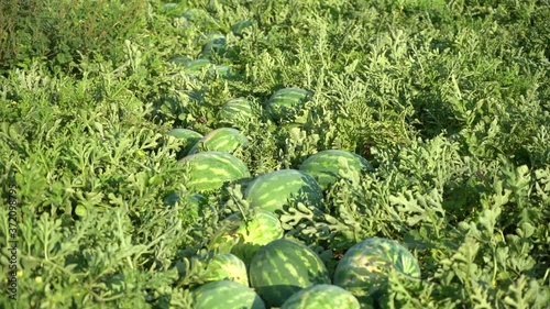 Watermelon field in harvest season photo