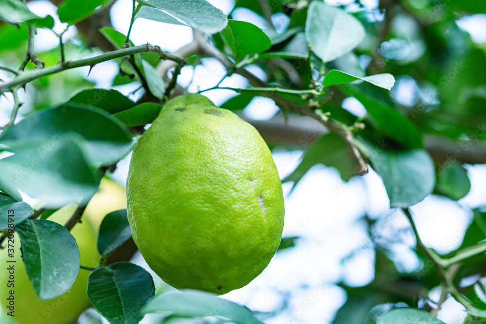 big green lemon on a branch close up