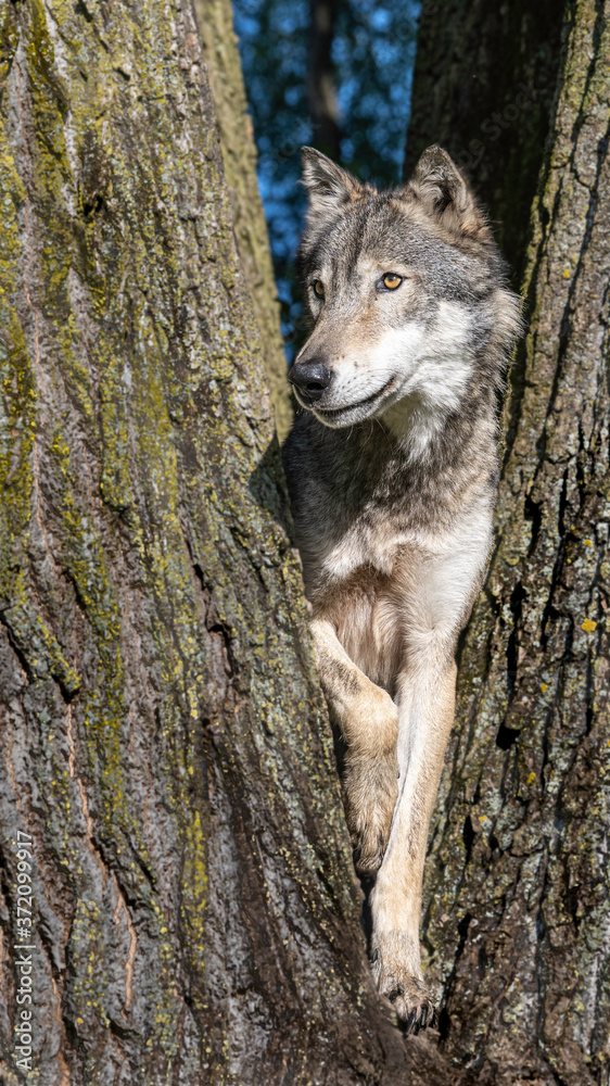 Fototapeta premium A wolf in a cottonwood tree at sunset
