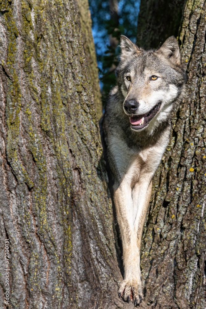 Obraz premium A wolf in a cottonwood tree at sunset