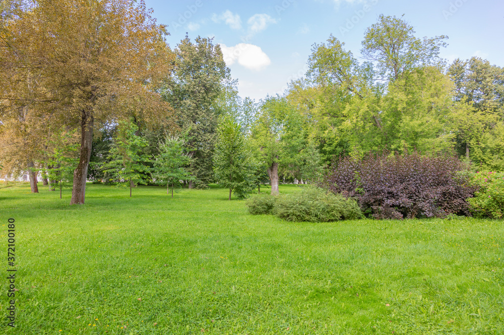 Green grass in the walking area of the summer city park