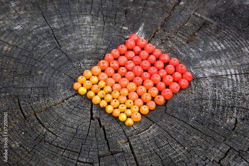 Farbsortierte Vogelbeeren im Quadrat photo