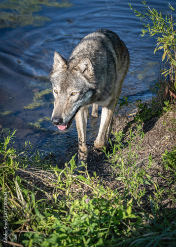 A wolf plays along the water s edge in the setting sun