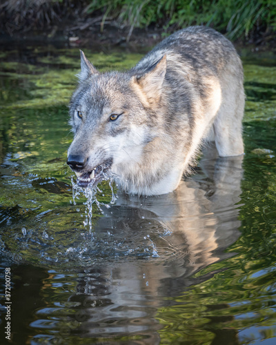 A wolf plays along the water's edge in the setting sun