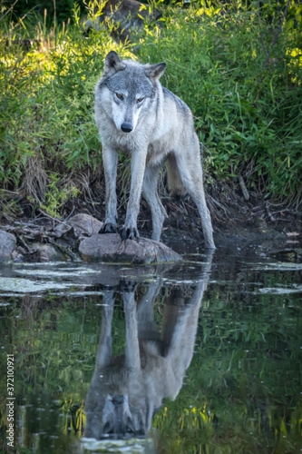 A wolf plays along the water's edge in the setting sun
