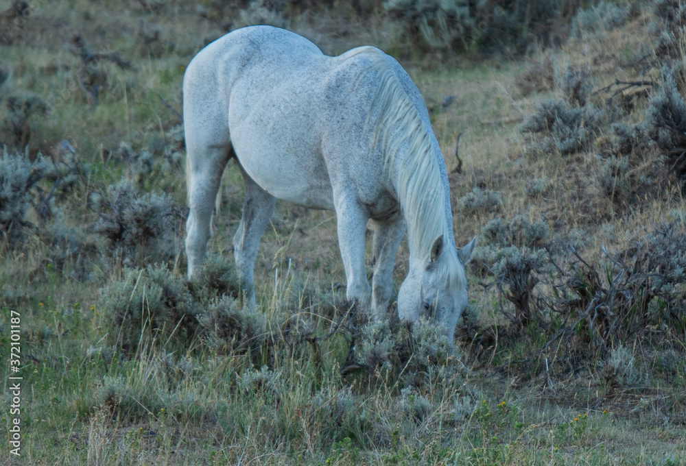 Obraz premium white horse grazing in a field