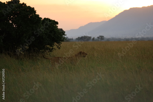 Lioness in tall grass at sunset in Kenya  Africa