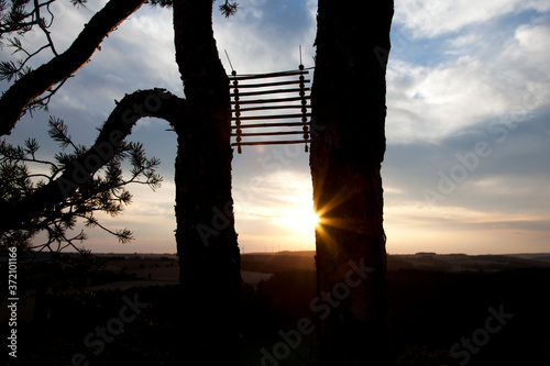 Landart Vogelbeeren Holz in der Abendsonne im Gegenlicht © tobiasott