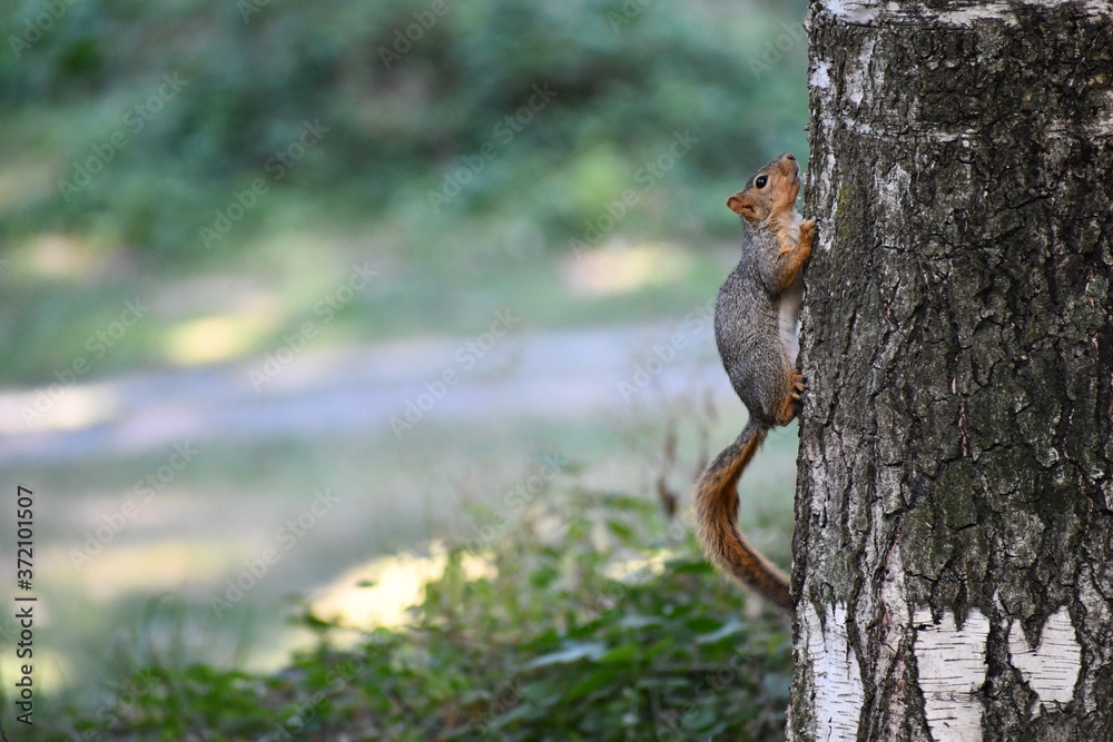 Ground squirrel clings to side of tree on beautiful summer day. Ground squirrel clings to side of tree on beautiful summer day.