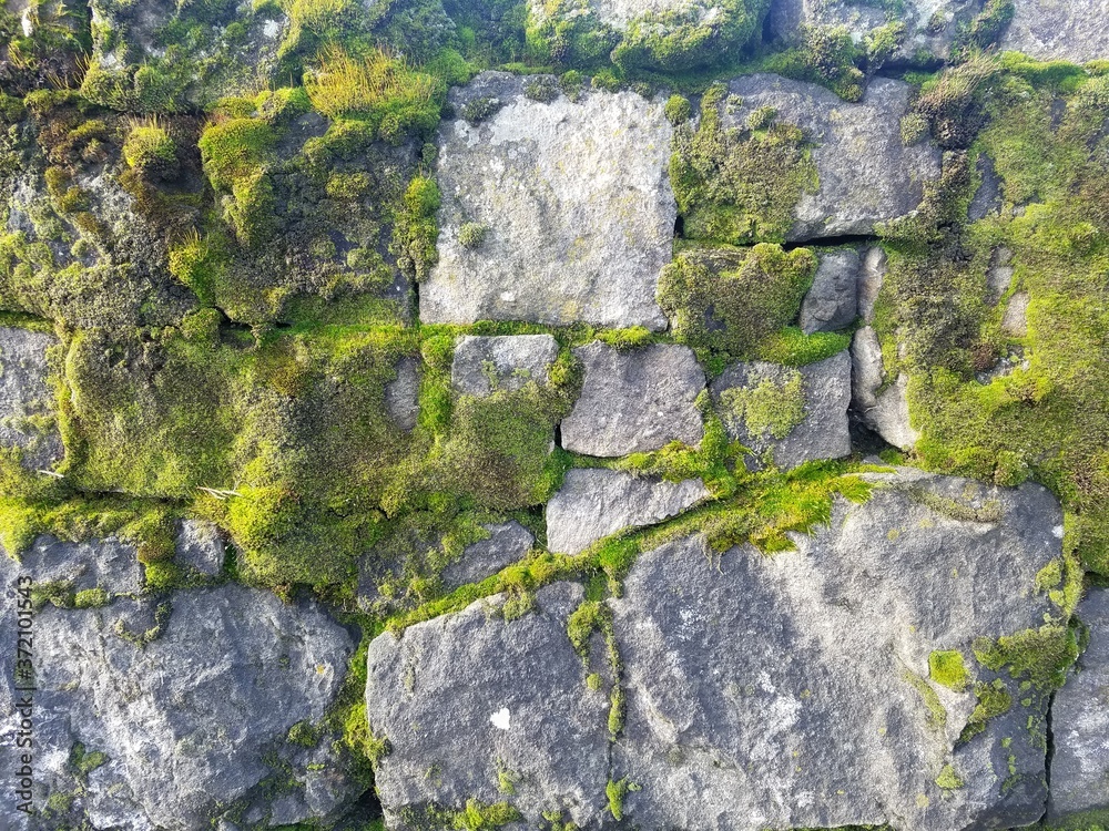 Mossy stone wall downtown Portland, Oregon. Mossy stone wall downtown Portland, Oregon.