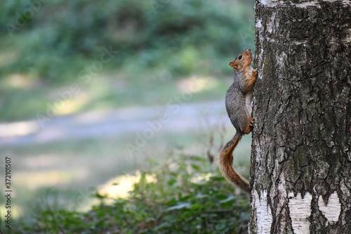 Ground squirrel clings to side of tree on beautiful summer day.
