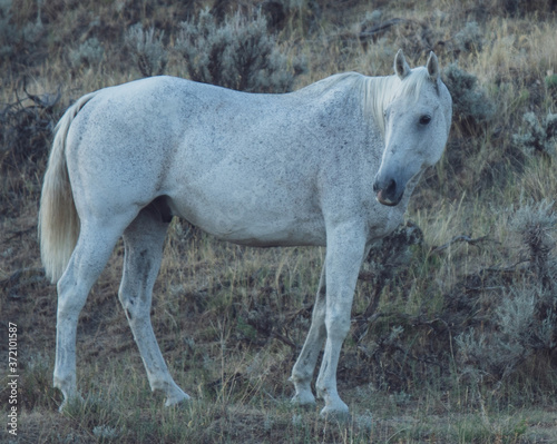 white horse in the field