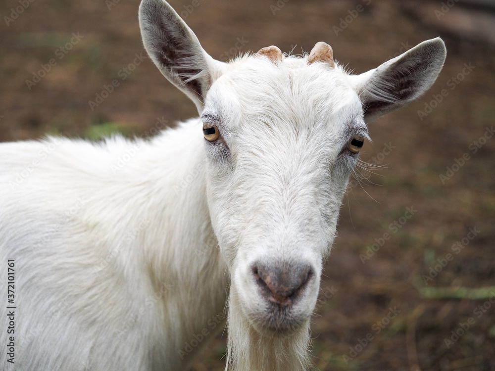 Portrait of a white goat on a farm