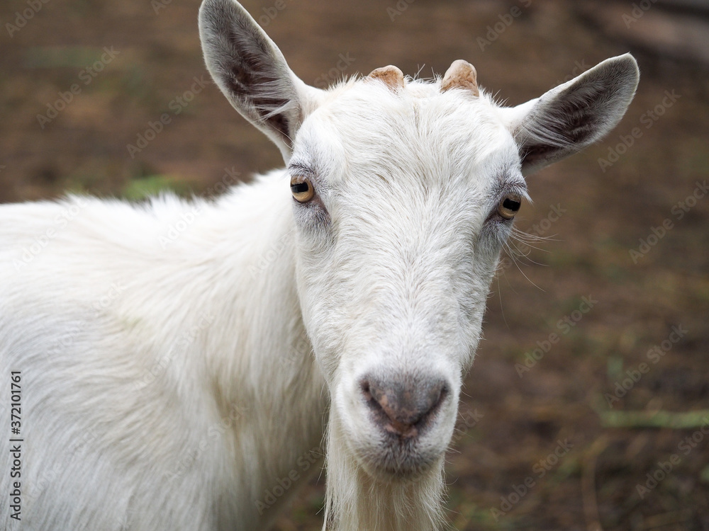 Portrait of a white goat on a farm Portrait of a white goat on a farm
