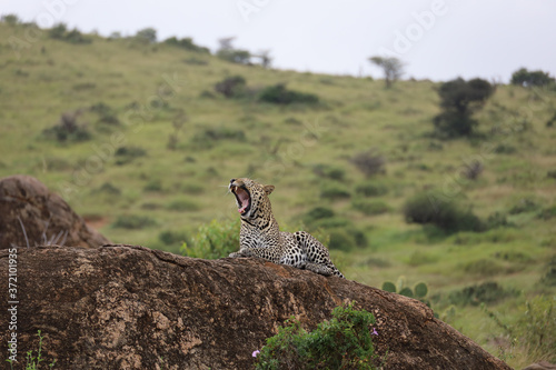 Leopard on rock in Kenya, Africa