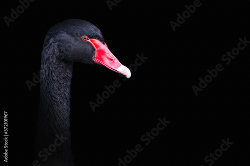 Fototapeta Naklejka Na Ścianę i Meble -  Black Swan