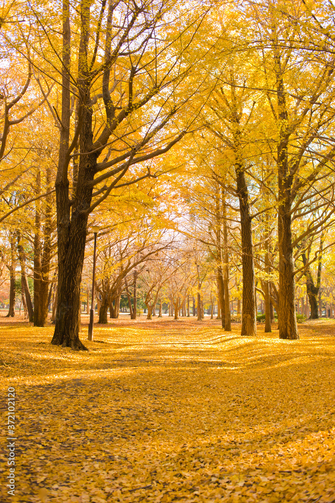 Fototapeta premium Autumn Park