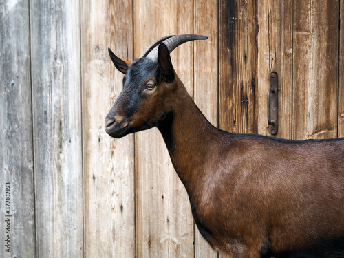 Billede på lærred goats walk on the farm