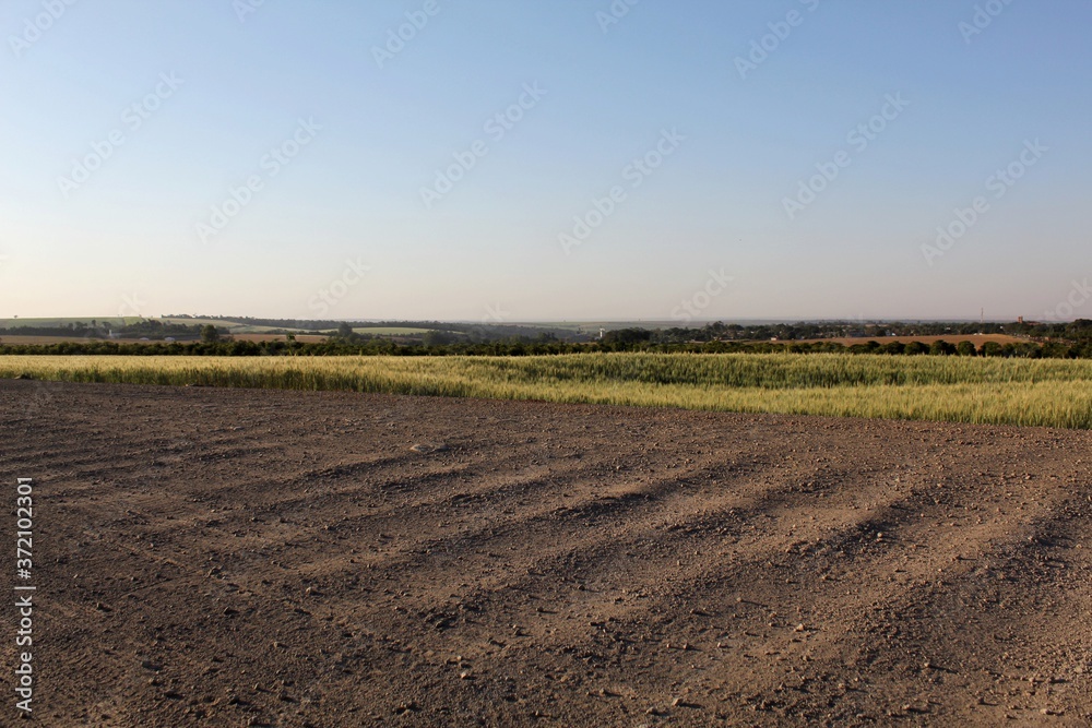Wheat field and road in the afternoon Wheat field and road in the afternoon