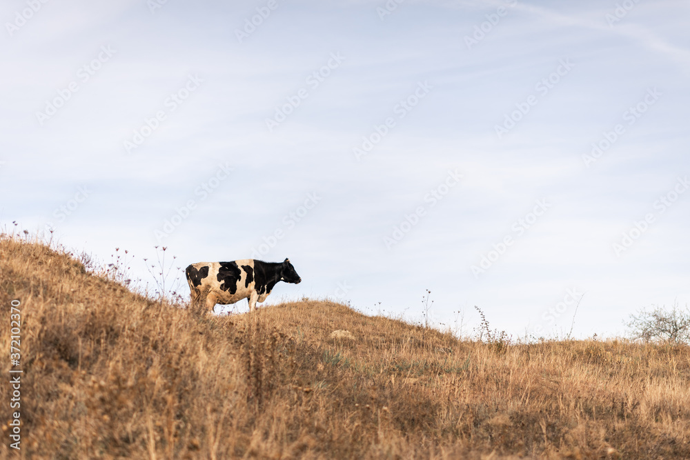 Black and white cow on a hill ,on the background of sky and grass Black and white cow on a hill ,on the background of sky and grass