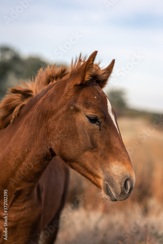 Portrait of a brown horse eating in a wheat field. Natural background