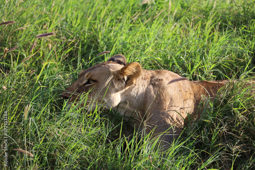 Fototapeta premium Lioness in tall grass in Kenya, Africa