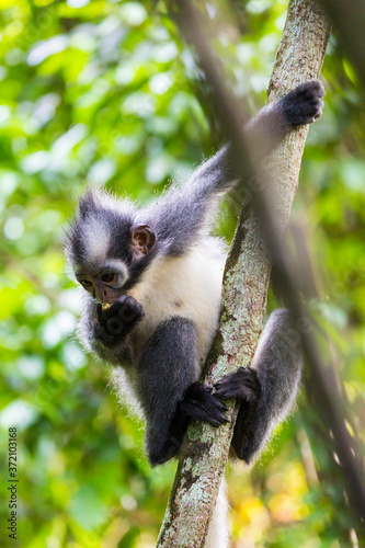 Bukit Lawang, a jewel in the Sumatran jungle and home for the Orang Utan