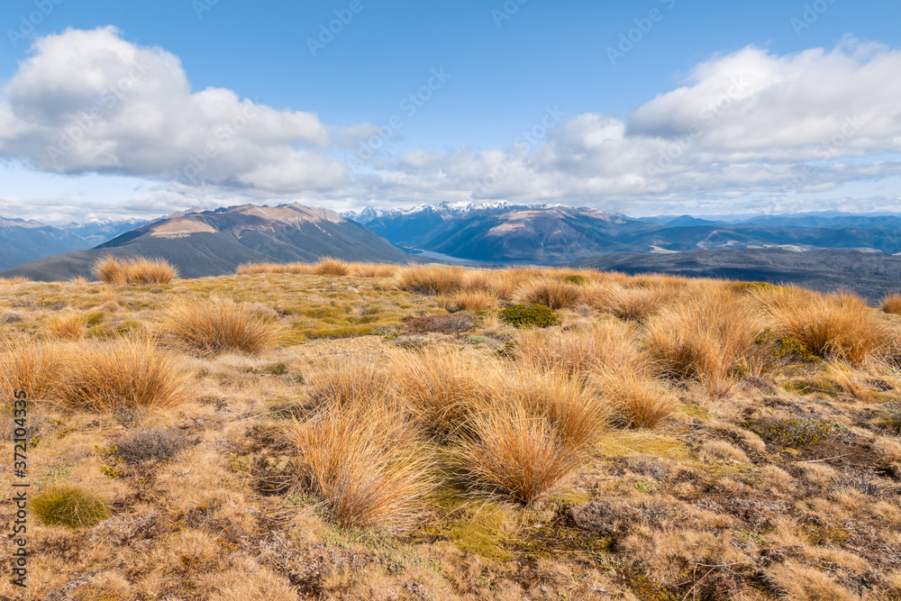 grassy hill in Nelson Lakes National Park with blue skies and copy space, New Zealand grassy hill in Nelson Lakes National Park with blue skies and copy space, New Zealand