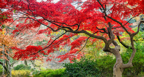 Fotografie, Obraz Red japanese maple tree during autumn season, Japan