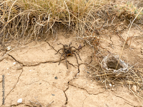 giant spider on the soil dehydrated in nature