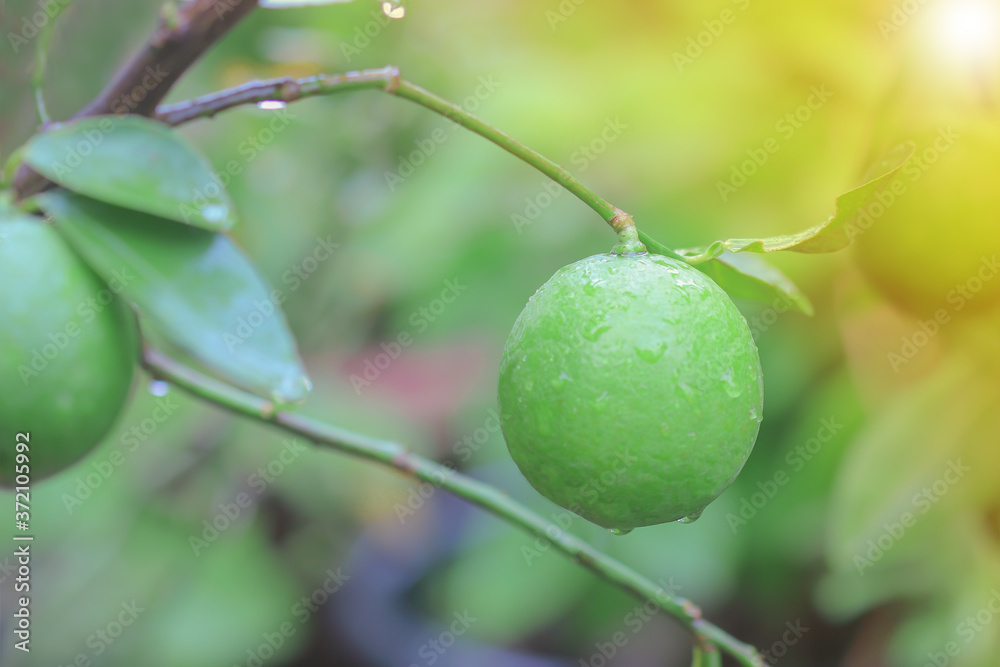Green lime with green leaf in the garden. Nature background Green lime with green leaf in the garden. Nature background