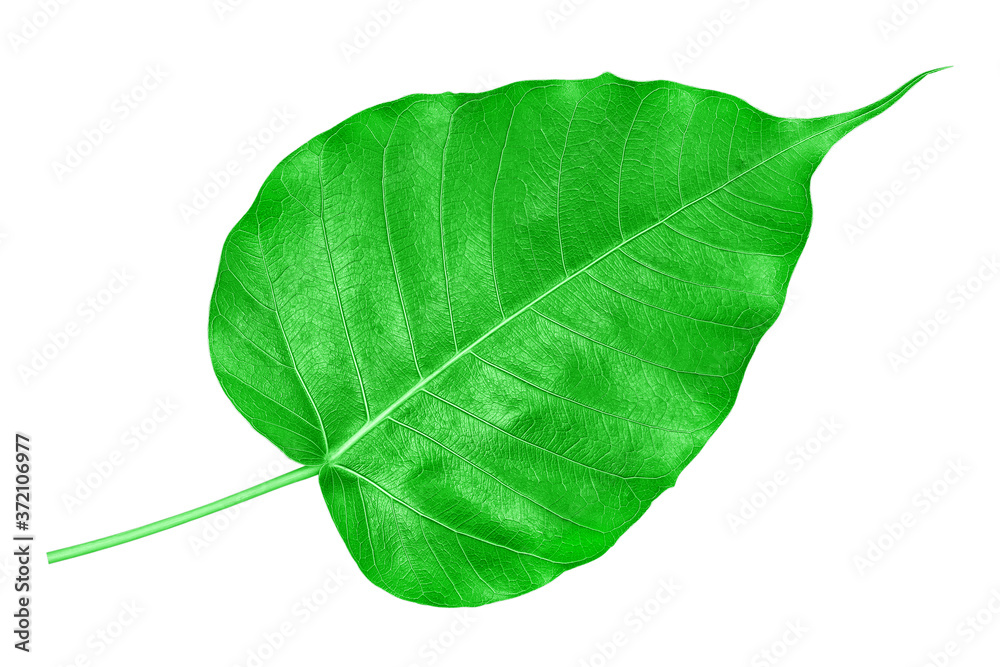 Obraz premium Green bodhi leaf isolated on white background