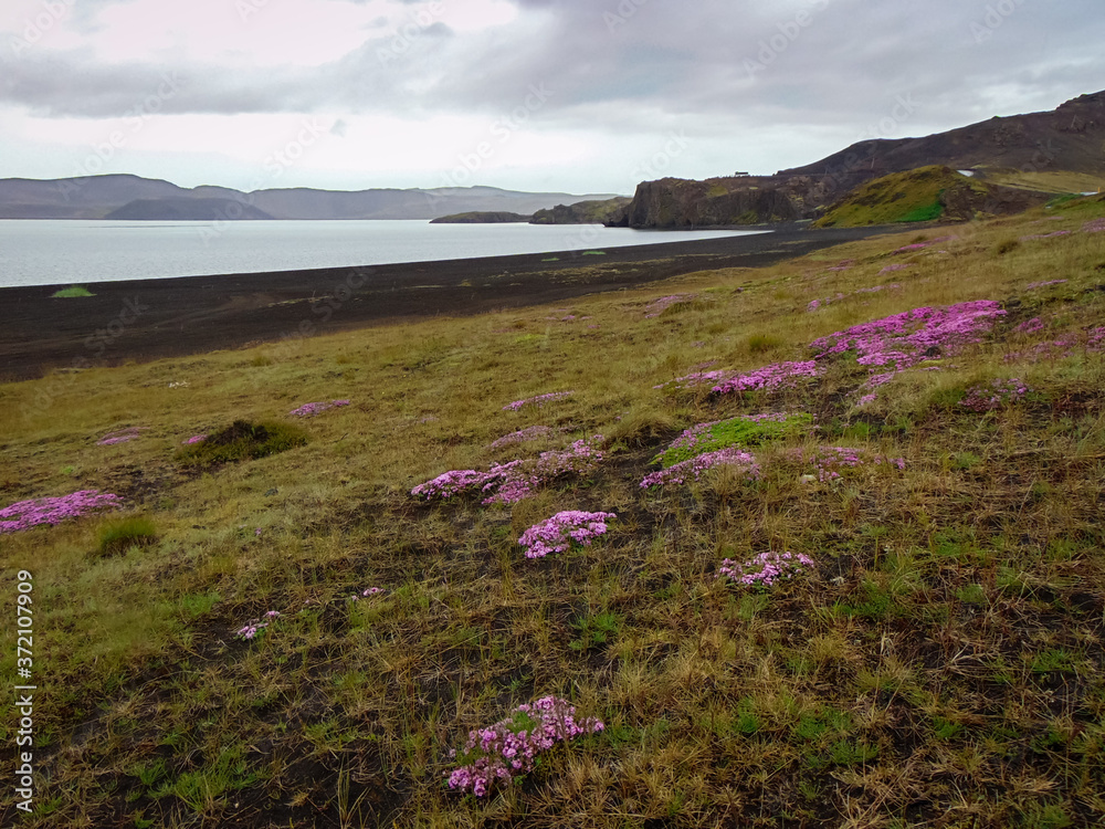 Icelandic landscape with purple flowers