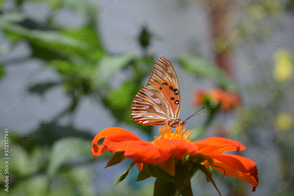 Fototapeta premium Butterfly on flower