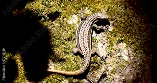 Lézard des murailles.