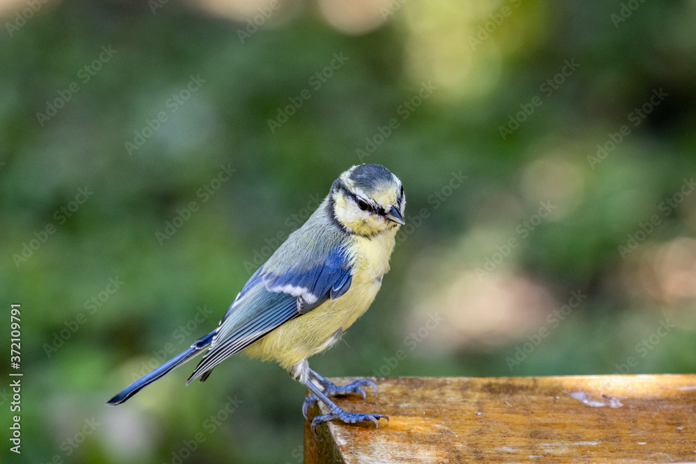 Eurasian blue tit (Cyanistes caeruleus) Eurasian blue tit (Cyanistes caeruleus)