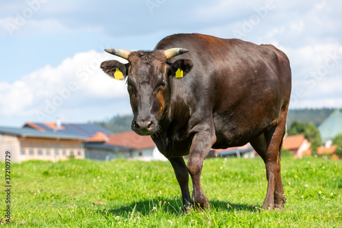 A Wagyu cow stands on a green meadow photo