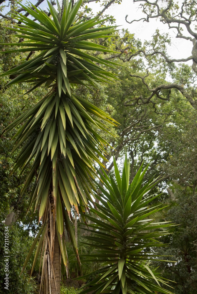 Fototapeta premium old elongated yucca palm trees in the park