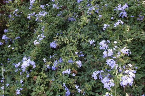 Blue Plumbago Flowering Plant Close-up