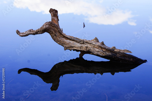 reflection of driftwood in a lake