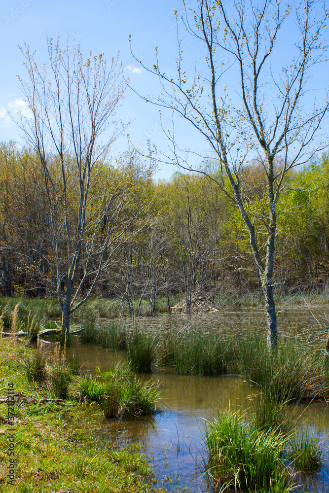 Fototapeta premium Pond in forest
