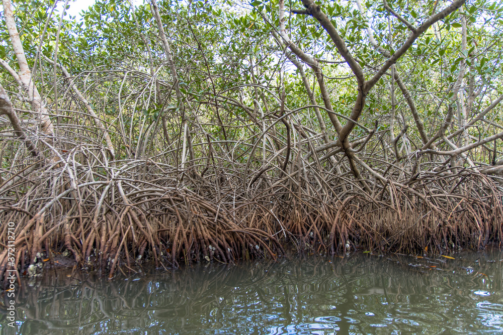 View of the root system of a mangrove, Colombia View of the root system of a mangrove, Colombia
