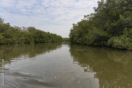 The mangroves and mud flats of Ciénaga De Tesca, near Cartagena, Colombia