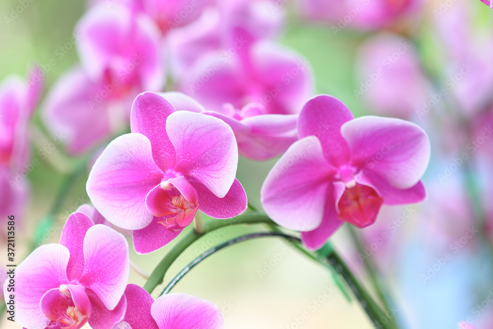 Beautiful pink orchid flower in the garden Beautiful pink orchid flower in the garden