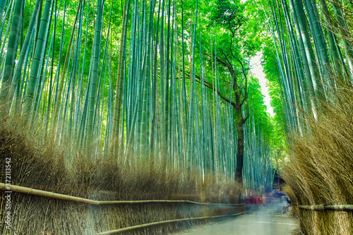 Asian Travel Destinations. Sagano Bamboo Forest in Kyoto in Japan With People Passing By.