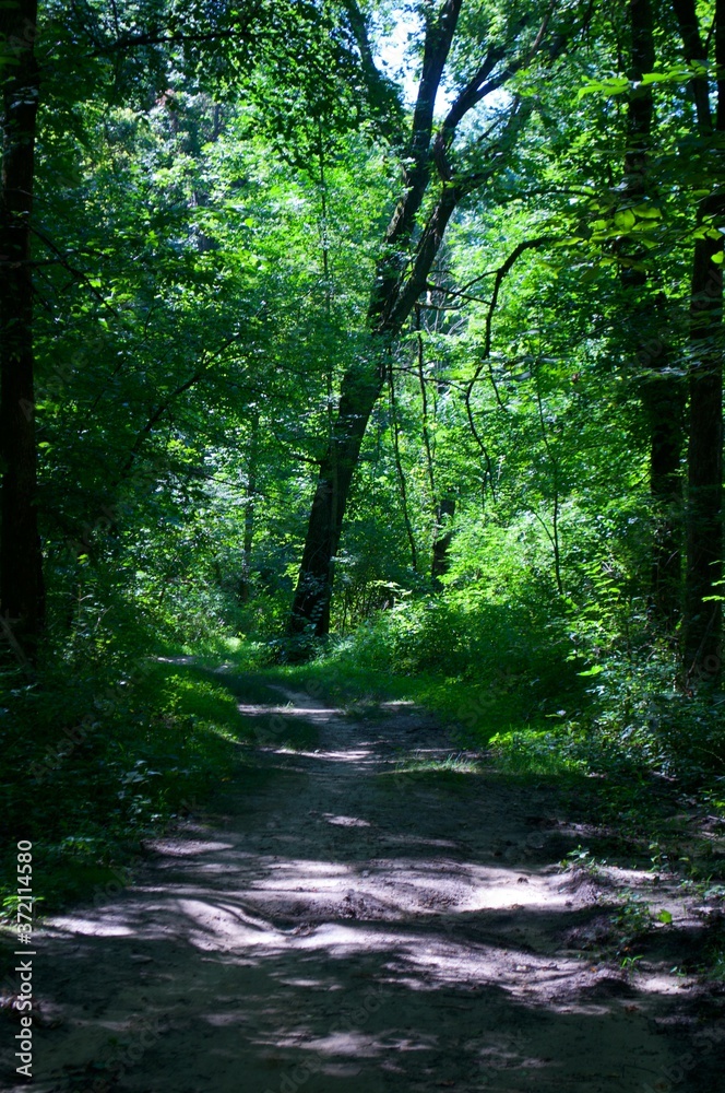 Obraz premium Landscape