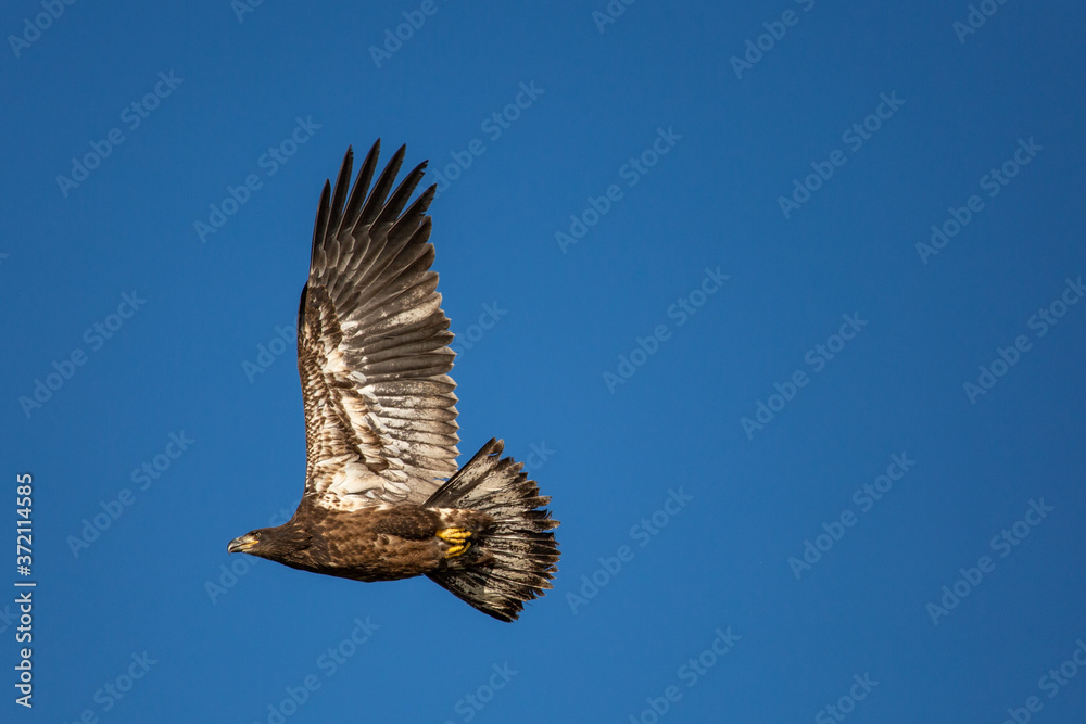 Fototapeta premium Immature Bald Eagle (Haliaeetus leucocephalus) flying in a blue sky in Northern Wisconsin