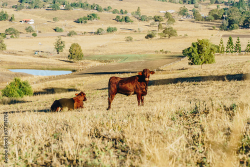 Cows laying on the field in Boonah, Scenic Rim Region, Queensland (QLD)