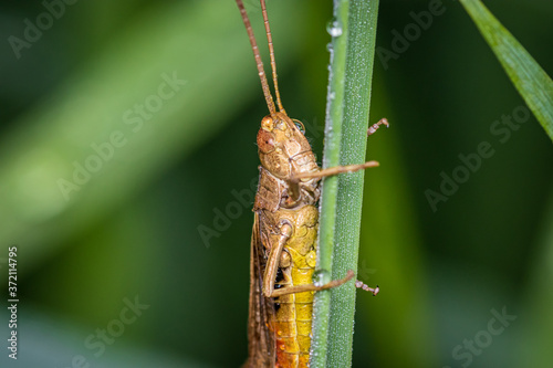 Bow-winged grasshopper (Chorthippus biguttulus) photo