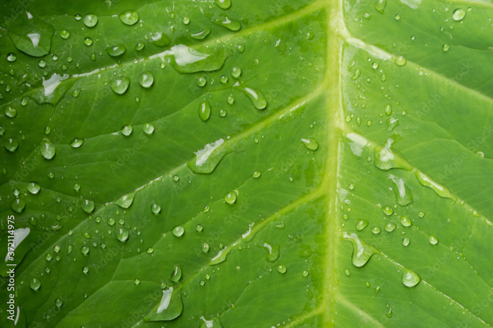 water drops on leaf water drops on leaf